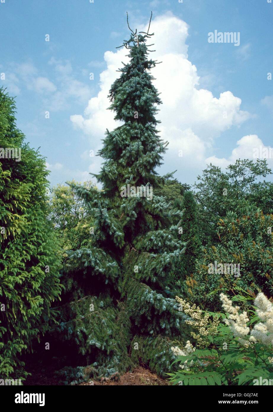 Picea omorika - `Pendula' Weeping Serbian Spruce   CON055809 Stock Photo